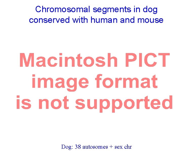 Chromosomal segments in dog conserved with human and mouse Dog: 38 autosomes + sex