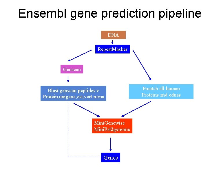 Ensembl gene prediction pipeline DNA Repeat. Masker Genscan Blast genscan peptides v Protein, unigene,