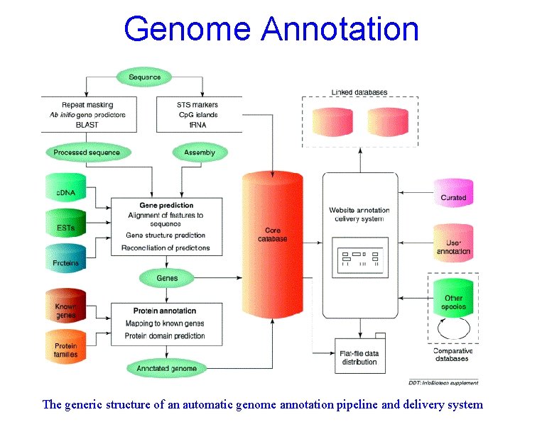 Genome Annotation The generic structure of an automatic genome annotation pipeline and delivery system