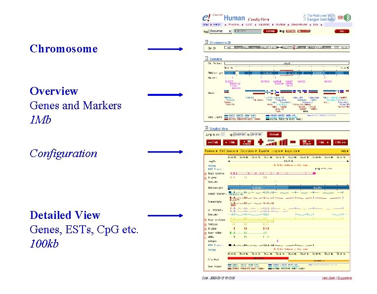 Chromosome Overview Genes and Markers 1 Mb Configuration Detailed View Genes, ESTs, Cp. G