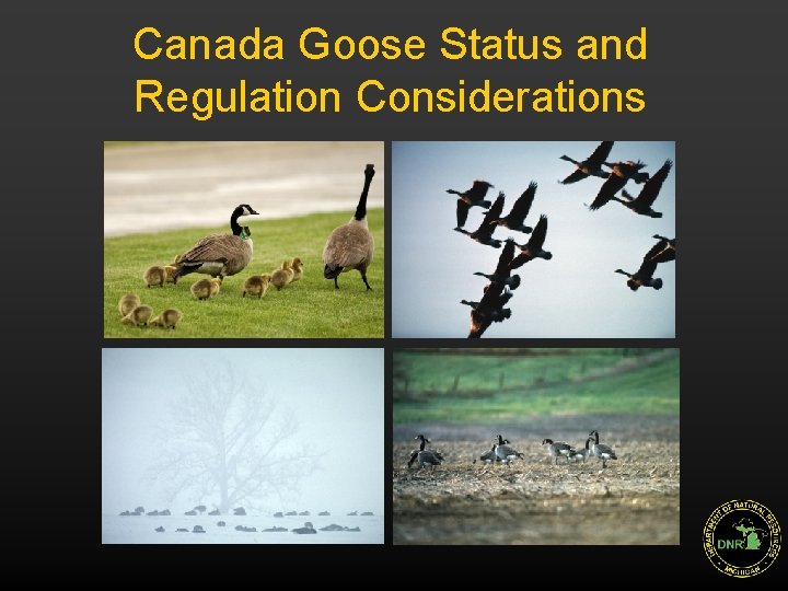 Canada Goose Status and Regulation Considerations 