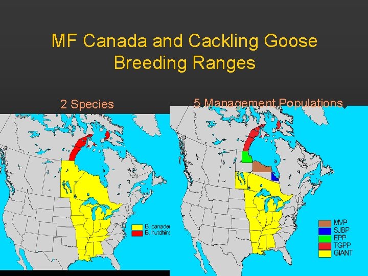 MF Canada and Cackling Goose Breeding Ranges 2 Species 5 Management Populations 