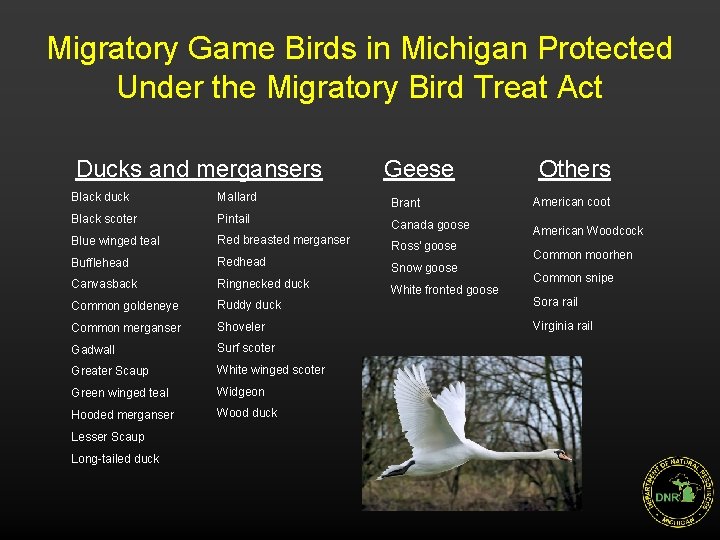 Migratory Game Birds in Michigan Protected Under the Migratory Bird Treat Act Ducks and