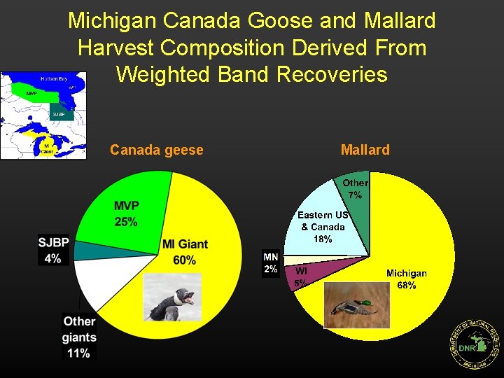 Michigan Canada Goose and Mallard Harvest Composition Derived From Weighted Band Recoveries Canada geese