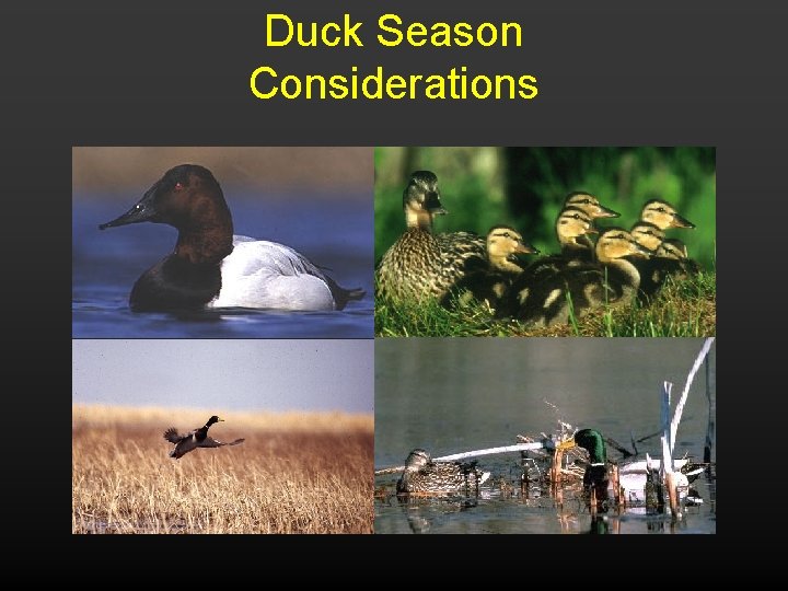 Duck Season Considerations 