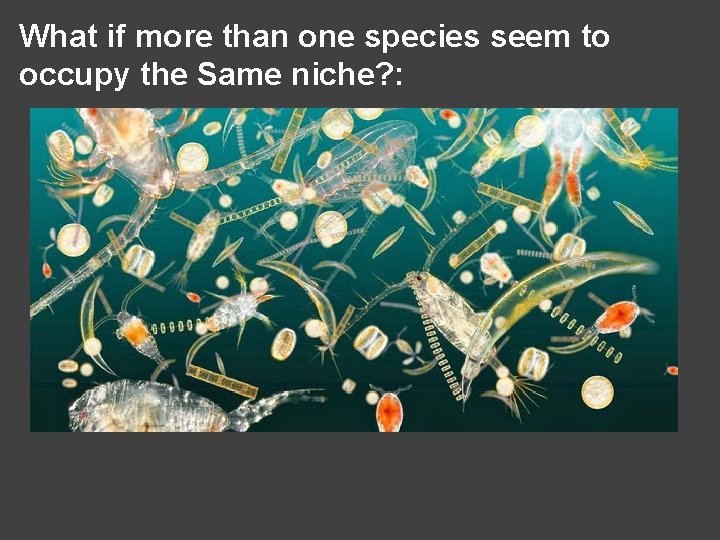 What if more than one species seem to occupy the Same niche? : 
