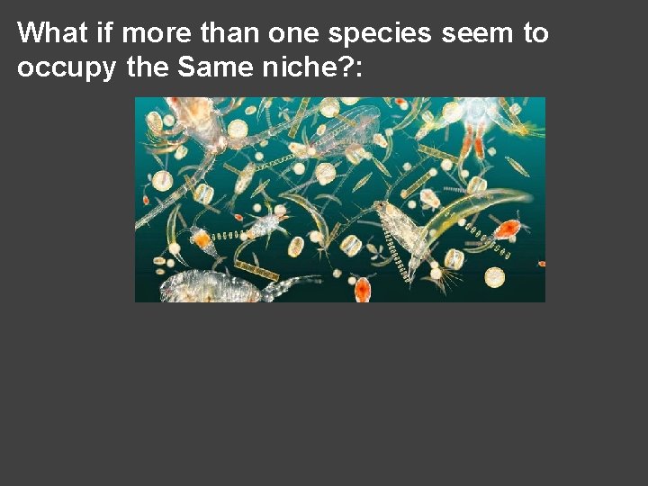 What if more than one species seem to occupy the Same niche? : 