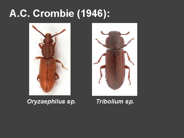 A. C. Crombie (1946): Oryzaephilus sp. Tribolium sp. 