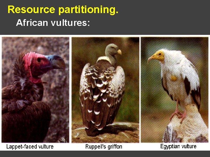 Resource partitioning. African vultures: 