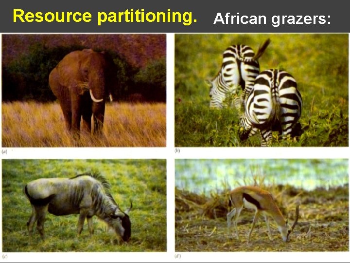 Resource partitioning. African grazers: 