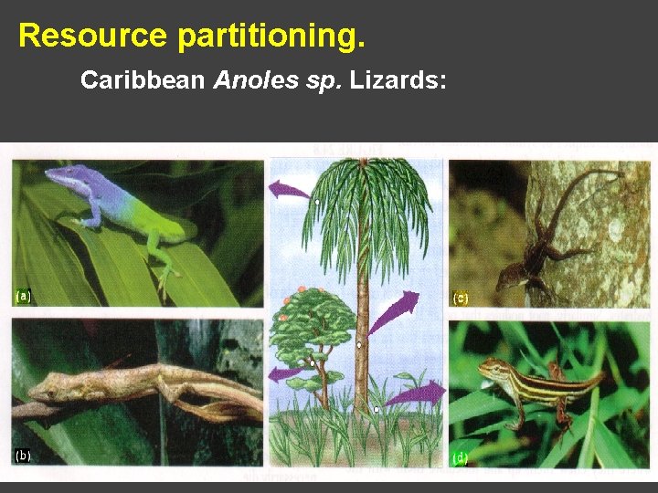 Resource partitioning. Caribbean Anoles sp. Lizards: 