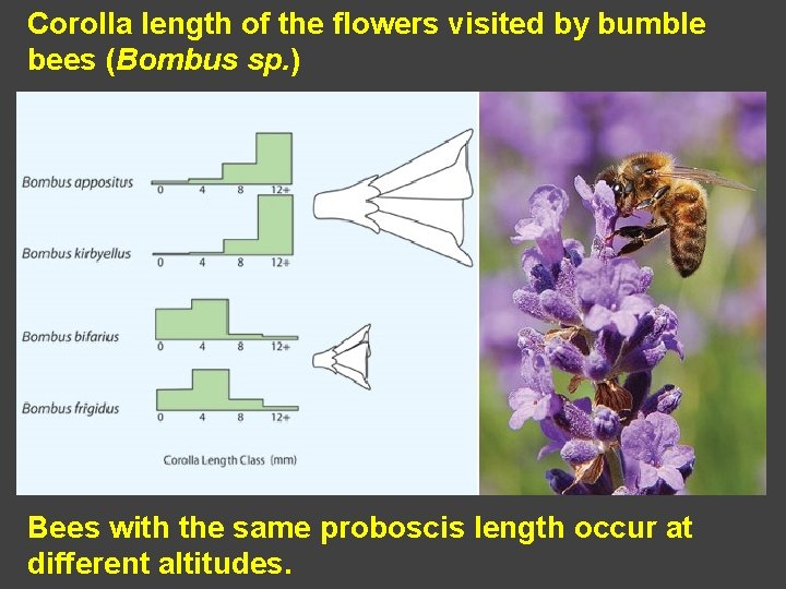 Corolla length of the flowers visited by bumble bees (Bombus sp. ) Bees with