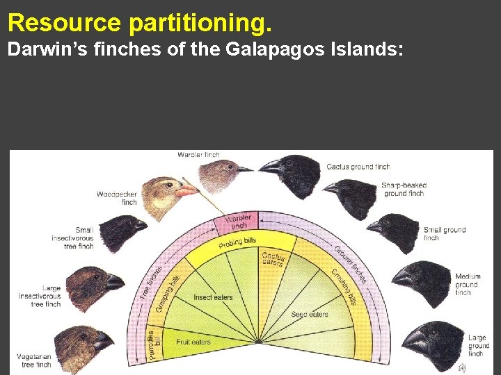 Resource partitioning. Darwin’s finches of the Galapagos Islands: 