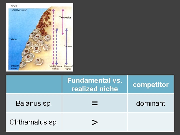 Fundamental vs. realized niche competitor Balanus sp. = dominant Chthamalus sp. > 