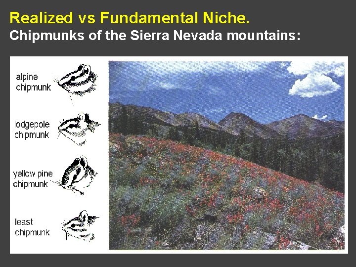Realized vs Fundamental Niche. Chipmunks of the Sierra Nevada mountains: 