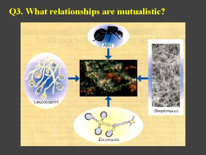 Q 3. What relationships are mutualistic? 