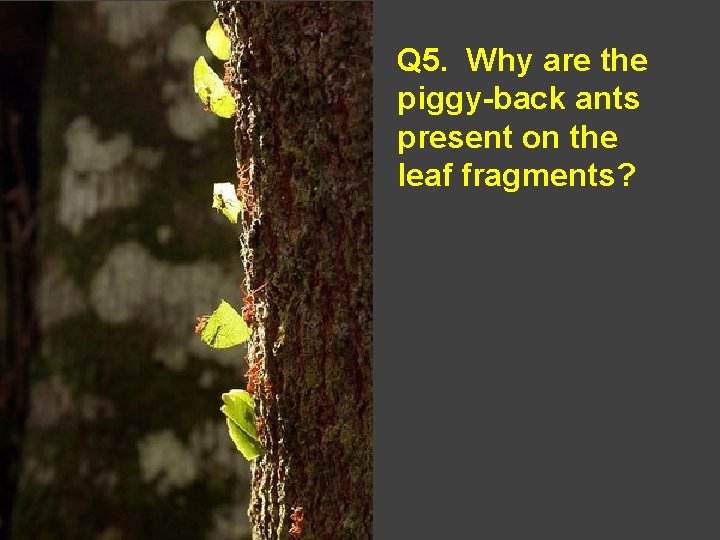 Q 5. Why are the piggy-back ants present on the leaf fragments? 