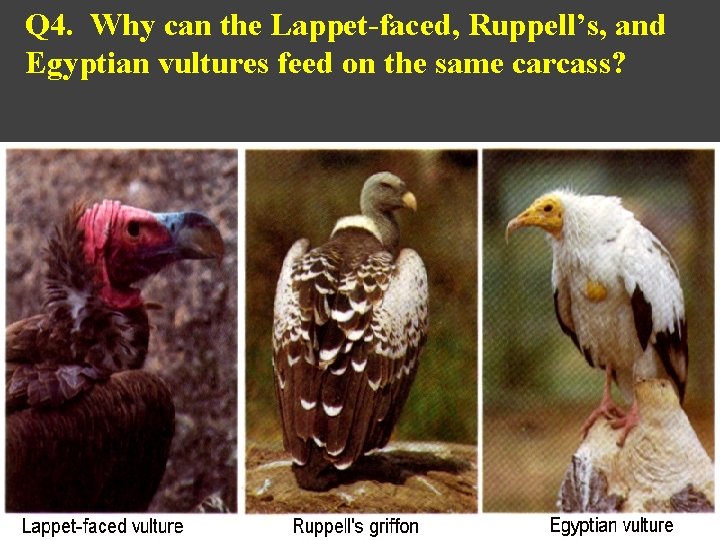 Q 4. Why can the Lappet-faced, Ruppell’s, and Egyptian vultures feed on the same