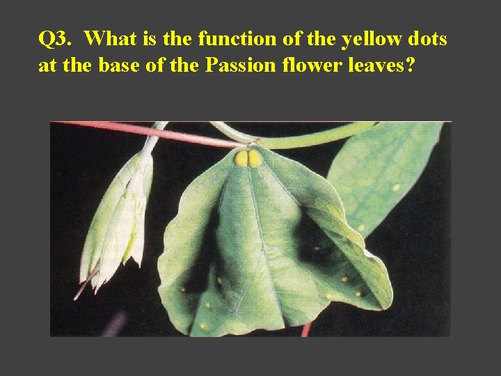 Q 3. What is the function of the yellow dots at the base of