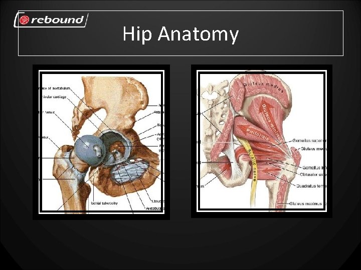 Hip Anatomy 