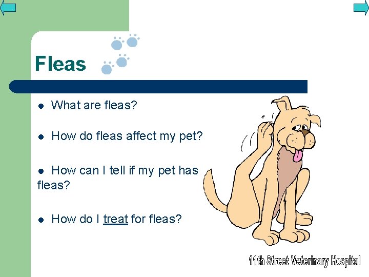 Fleas l What are fleas? l How do fleas affect my pet? How can