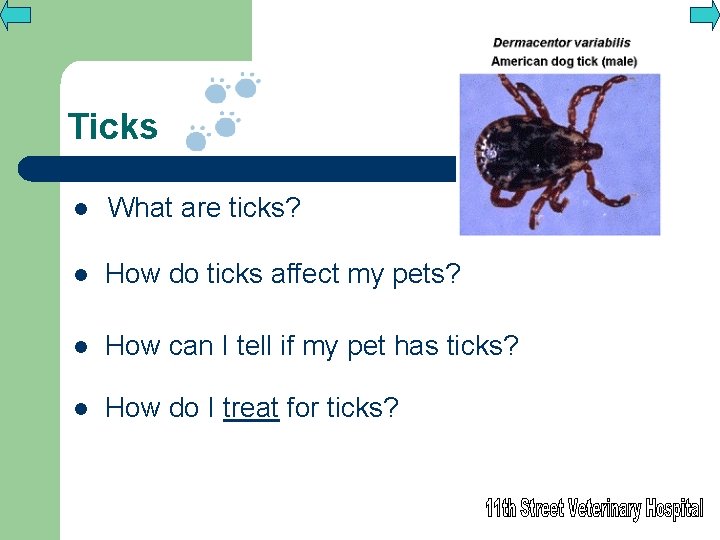 Ticks l What are ticks? l How do ticks affect my pets? l How