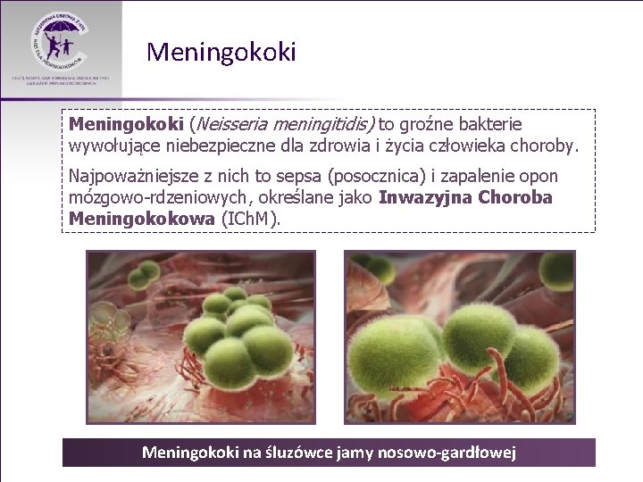 Meningokoki (Neisseria meningitidis) to groźne bakterie wywołujące niebezpieczne dla zdrowia i życia człowieka choroby.