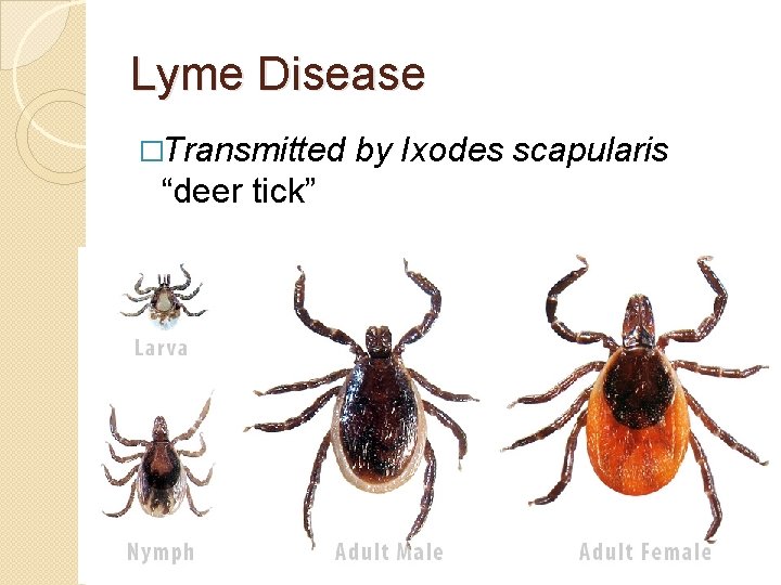 Lyme Disease �Transmitted “deer tick” by Ixodes scapularis 