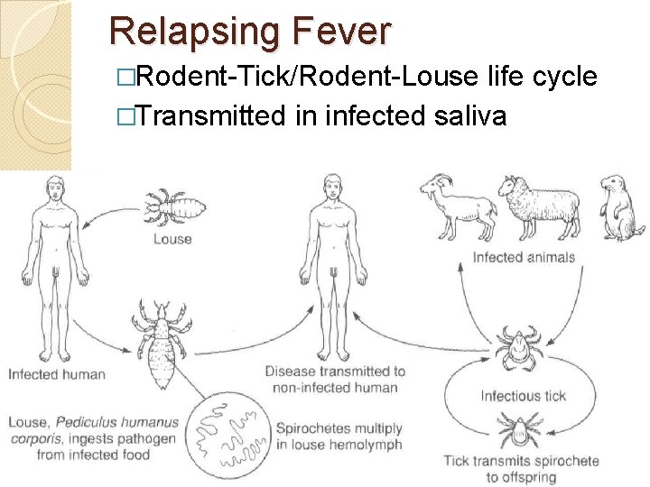 Relapsing Fever �Rodent-Tick/Rodent-Louse life cycle �Transmitted in infected saliva 
