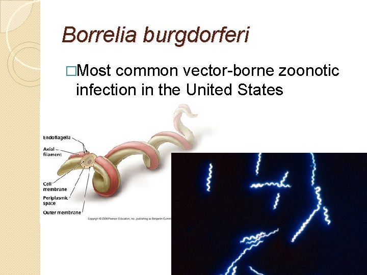 Borrelia burgdorferi �Most common vector-borne zoonotic infection in the United States 