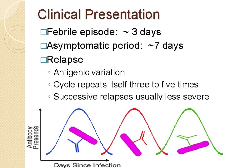 Clinical Presentation �Febrile episode: ~ 3 days �Asymptomatic period: ~7 days �Relapse ◦ Antigenic