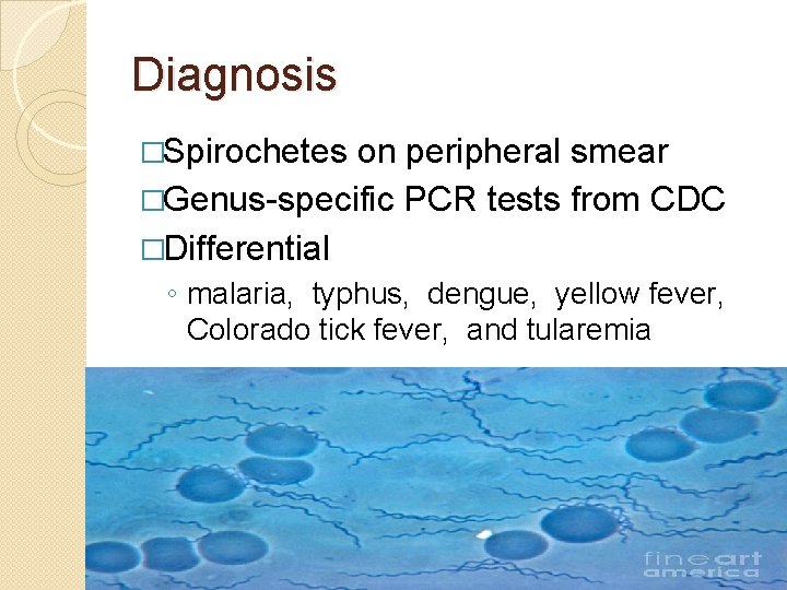 Diagnosis �Spirochetes on peripheral smear �Genus-specific PCR tests from CDC �Differential ◦ malaria, typhus,