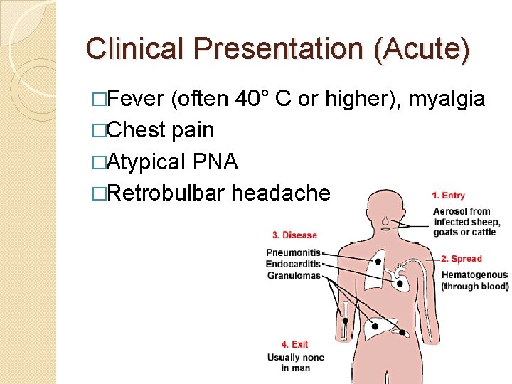 Clinical Presentation (Acute) �Fever (often 40° C or higher), myalgia �Chest pain �Atypical PNA