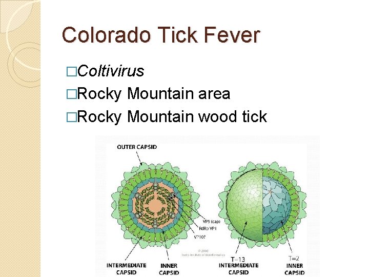 Colorado Tick Fever �Coltivirus �Rocky Mountain area �Rocky Mountain wood tick 