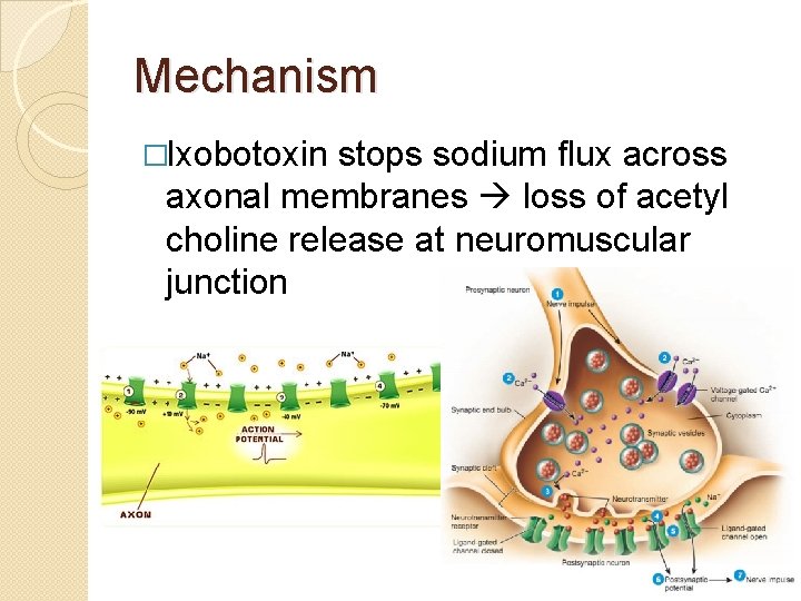 Mechanism �Ixobotoxin stops sodium flux across axonal membranes loss of acetyl choline release at