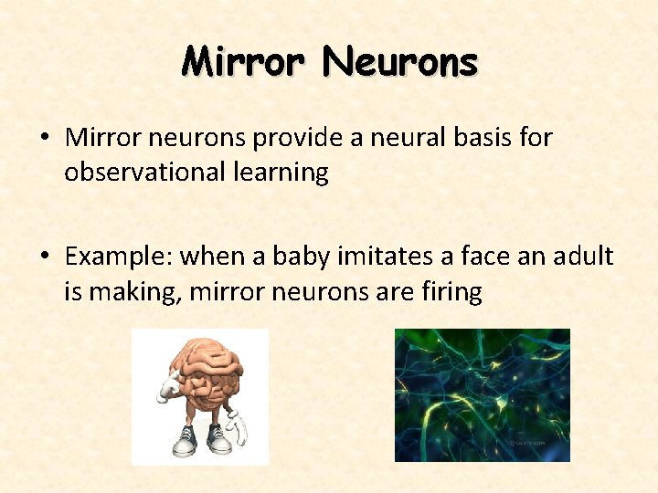 Mirror Neurons • Mirror neurons provide a neural basis for observational learning • Example: