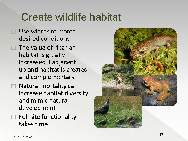 Create wildlife habitat Use widths to match desired conditions � The value of riparian