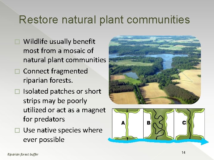 Restore natural plant communities Wildlife usually benefit most from a mosaic of natural plant