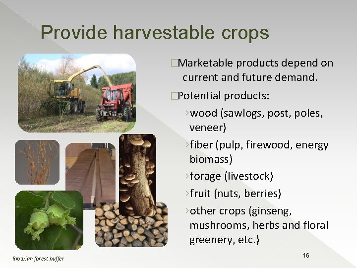 Provide harvestable crops �Marketable products depend on current and future demand. �Potential products: ›wood