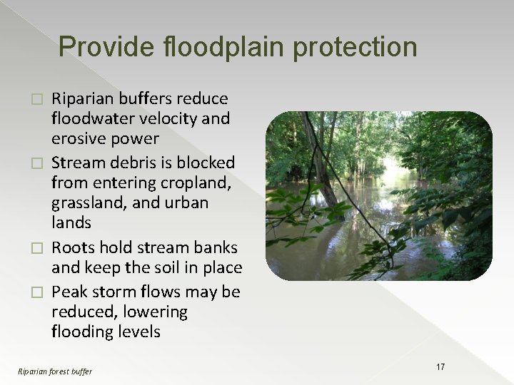 Provide floodplain protection Riparian buffers reduce floodwater velocity and erosive power � Stream debris