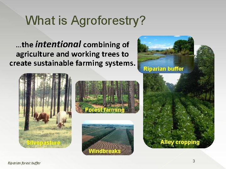 What is Agroforestry? …the intentional combining of agriculture and working trees to create sustainable