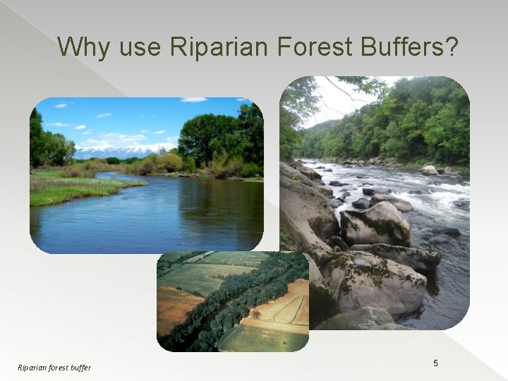 Why use Riparian Forest Buffers? Riparian forest buffer 5 