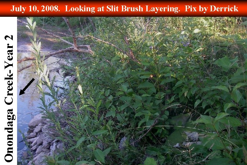 Onondaga Creek-Year 2 July 10, 2008. Looking at Slit Brush Layering. Pix by Derrick