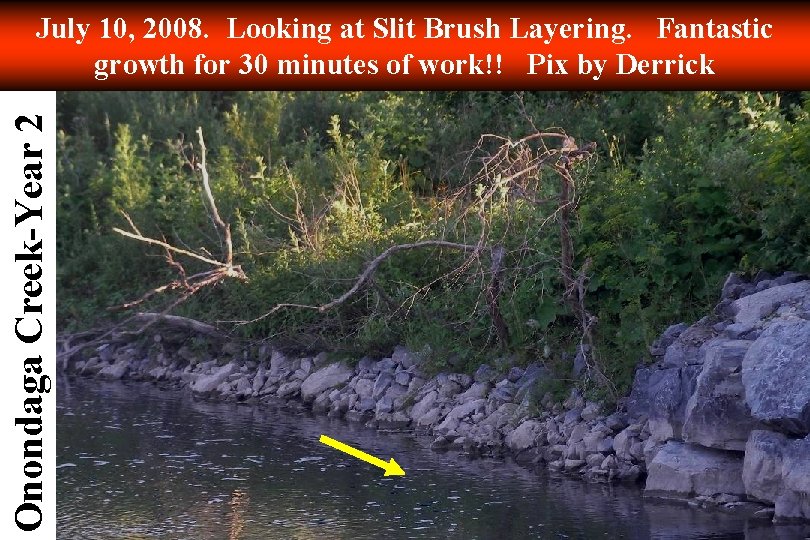 Onondaga Creek-Year 2 July 10, 2008. Looking at Slit Brush Layering. Fantastic growth for