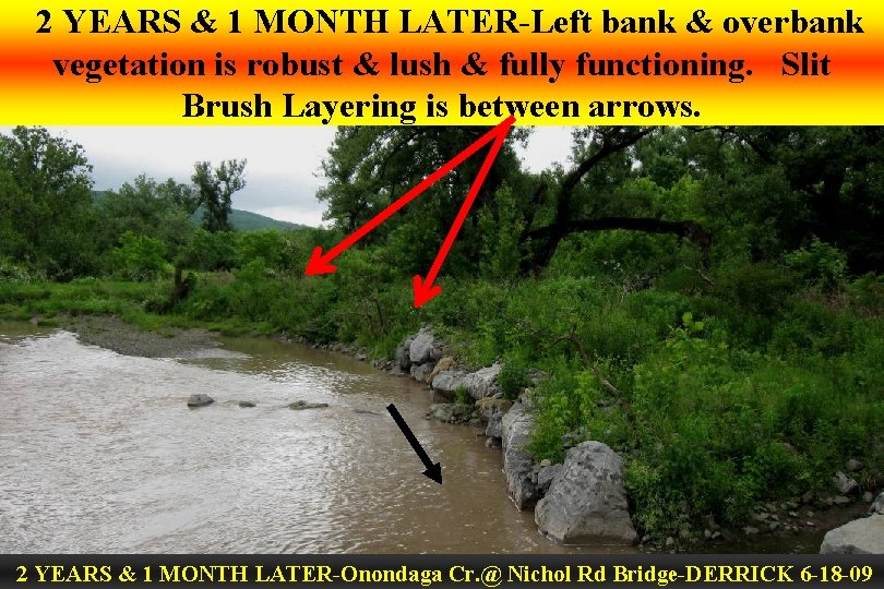 2 YEARS & 1 MONTH LATER-Left bank & overbank vegetation is robust & lush
