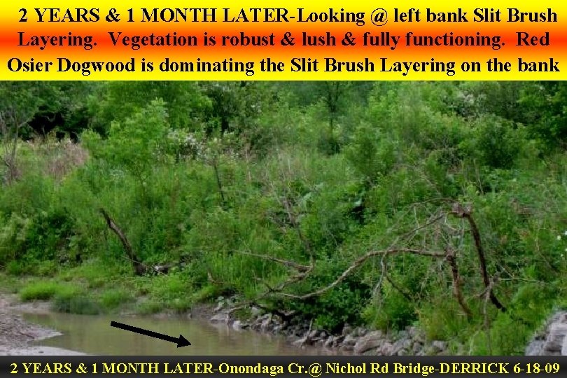 2 YEARS & 1 MONTH LATER-Looking @ left bank Slit Brush Layering. Vegetation is