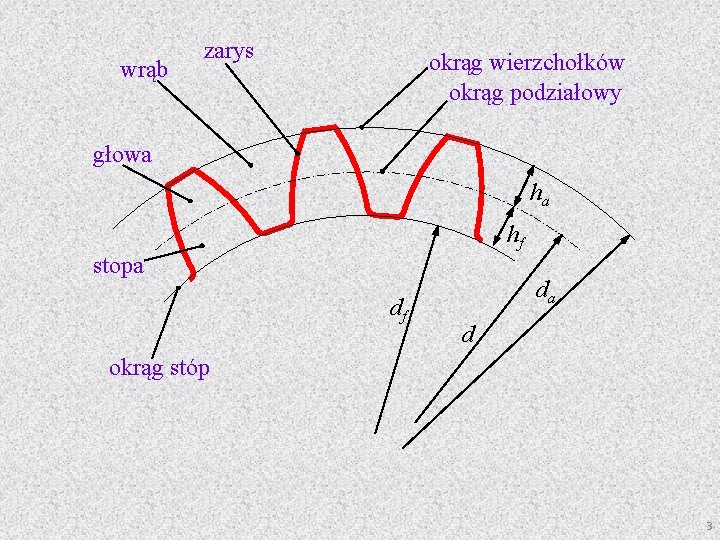 wrąb zarys okrąg wierzchołków okrąg podziałowy głowa ha hf stopa df da d okrąg