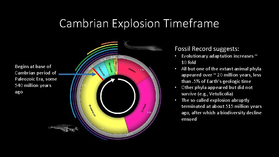Cambrian Explosion Timeframe Fossil Record suggests: Begins at base of Cambrian period of Paleozoic