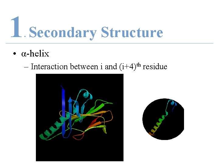 1 Secondary Structure. • α-helix – Interaction between i and (i+4)th residue 