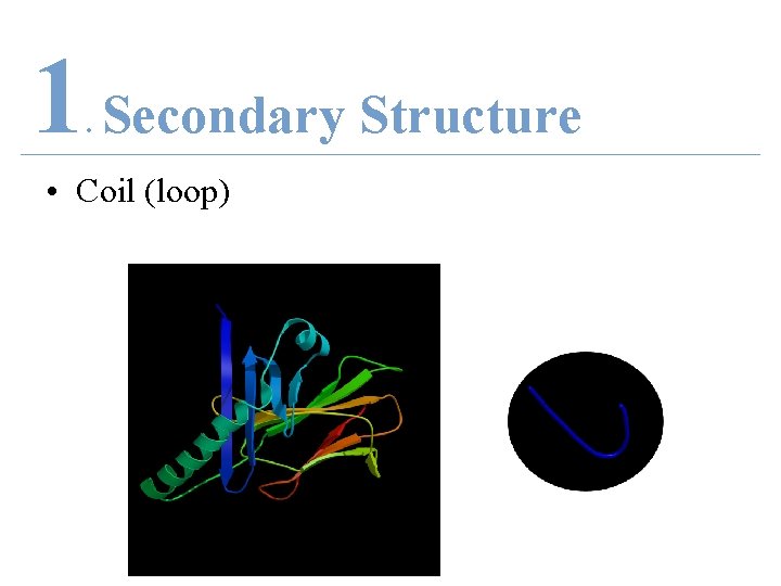 1 Secondary Structure. • Coil (loop) 